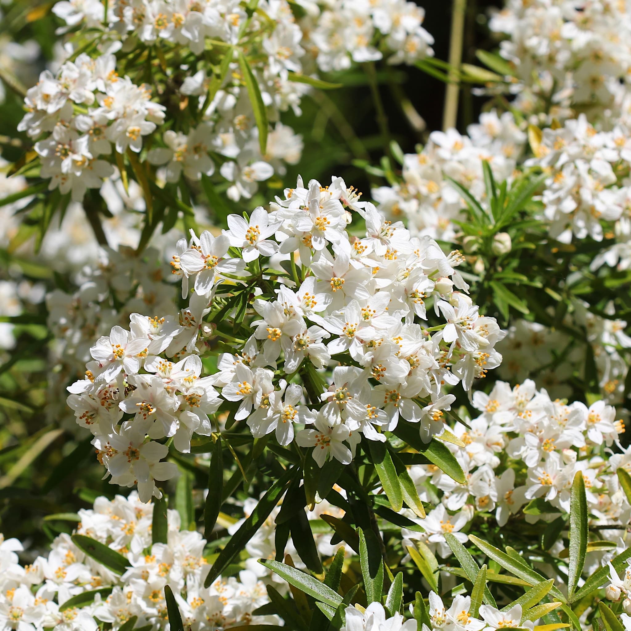 Choisya 'Aztec Pearl'