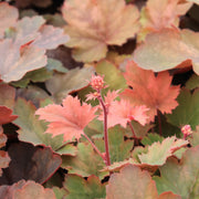 Heuchera 'Cherry Cola'