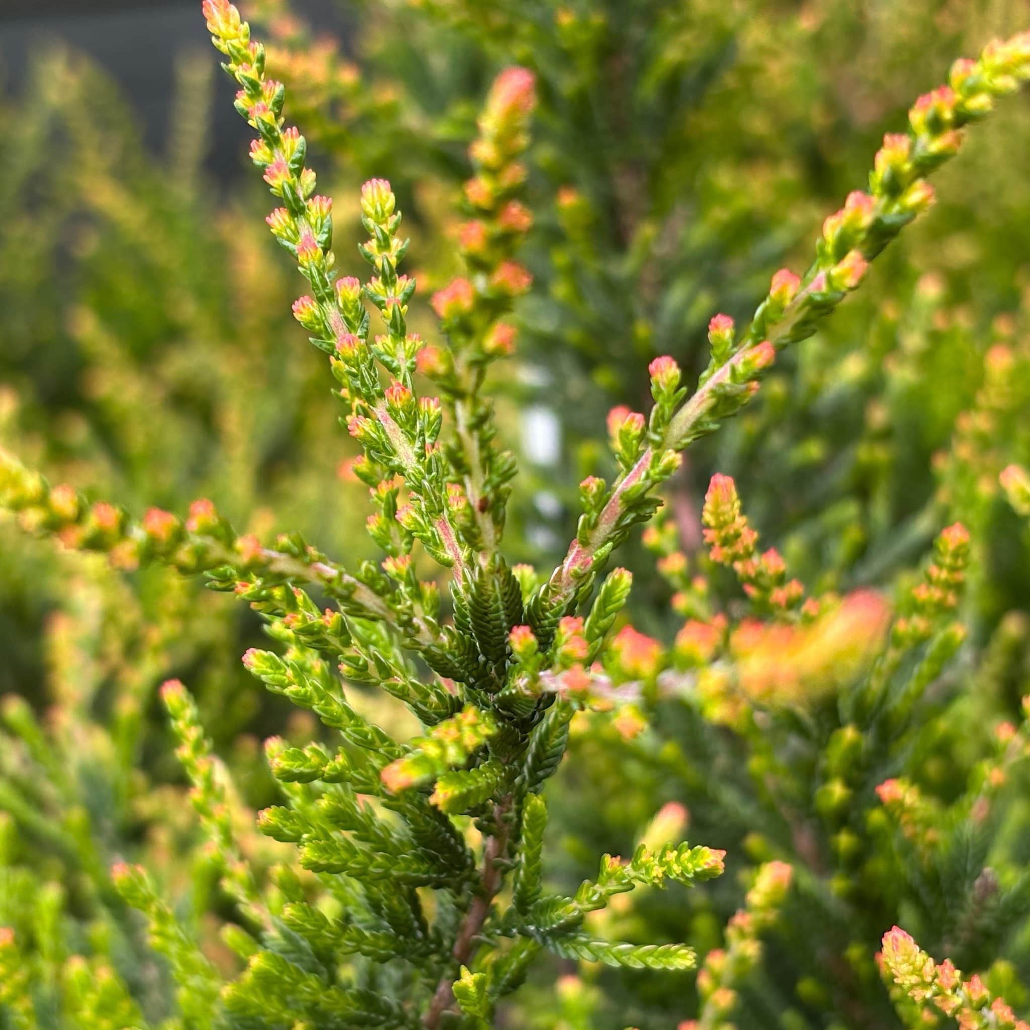 Calluna vulg. 'Spring Torch'