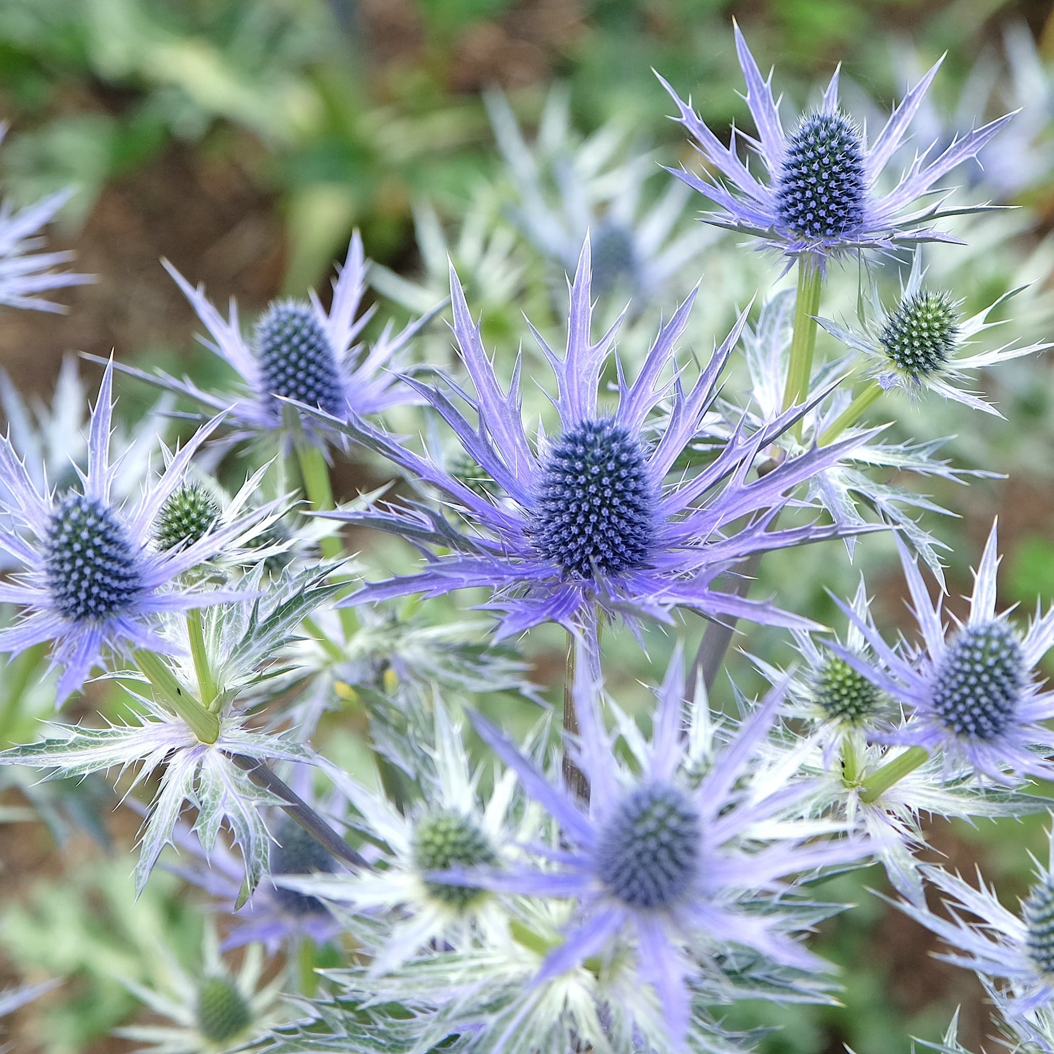 Eryngium zab. 'Big Blue'