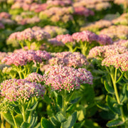 Sedum spec. 'Autumn Joy'