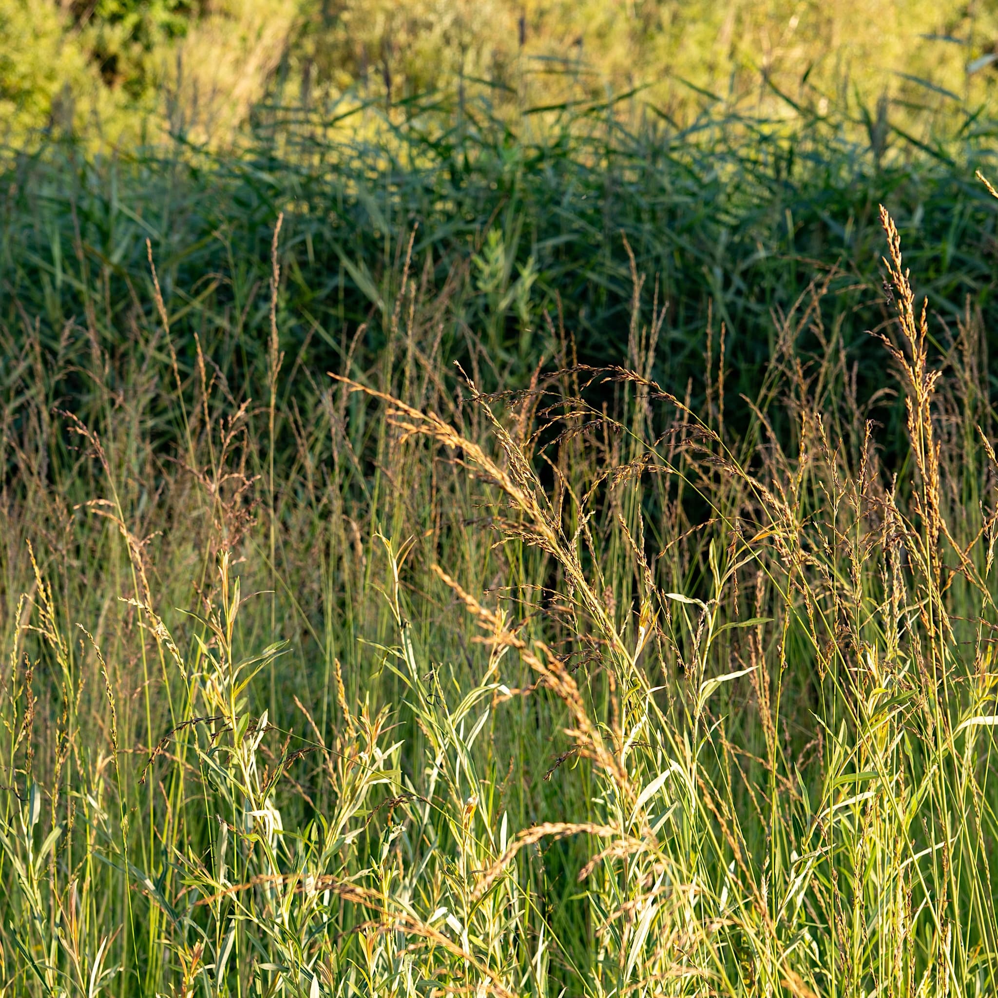 Molinia caer. 'Heidebraut'