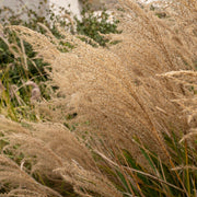 Miscanthus sin. 'Gracillimus'