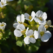 Arabis cauc. 'Snowcap'