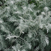 Artemisia 'Powis Castle'