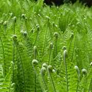 Dryopteris wallichiana