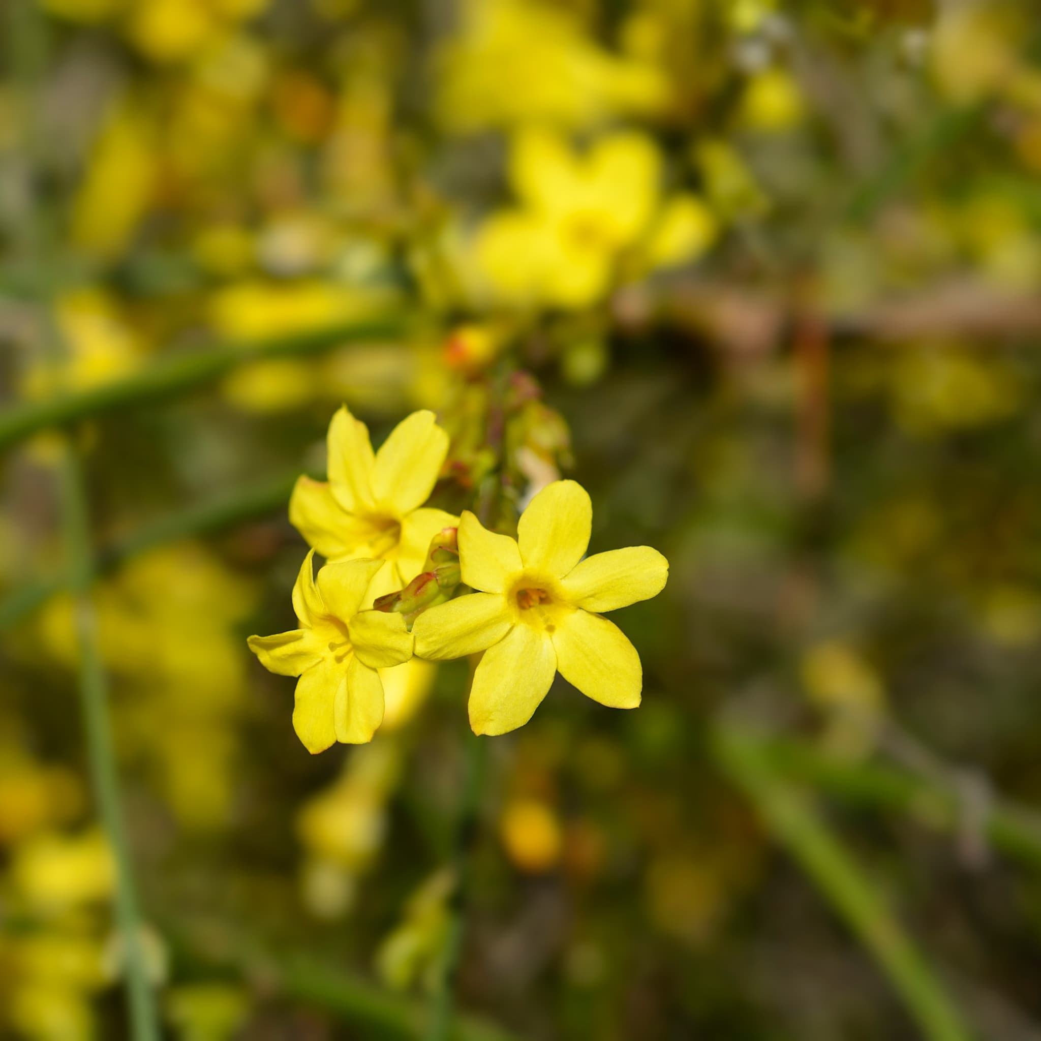 Jasminum nudiflorum