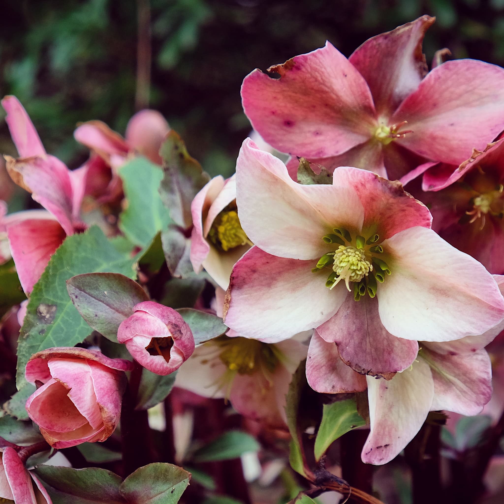 Helleborus 'Angel Glow'