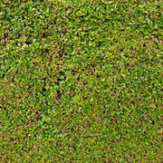 Ligustrum ovalifolium