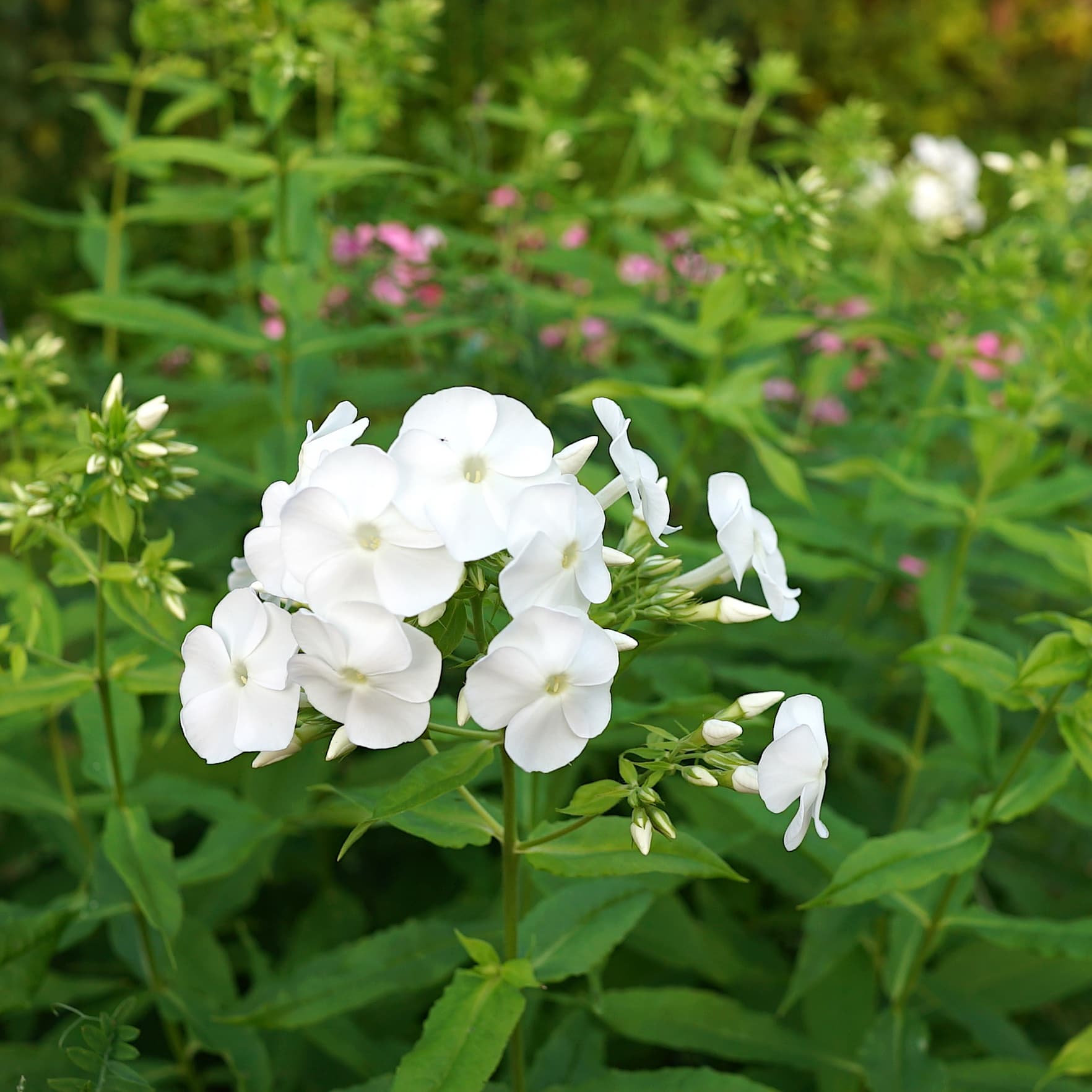 Phlox pan. 'David'