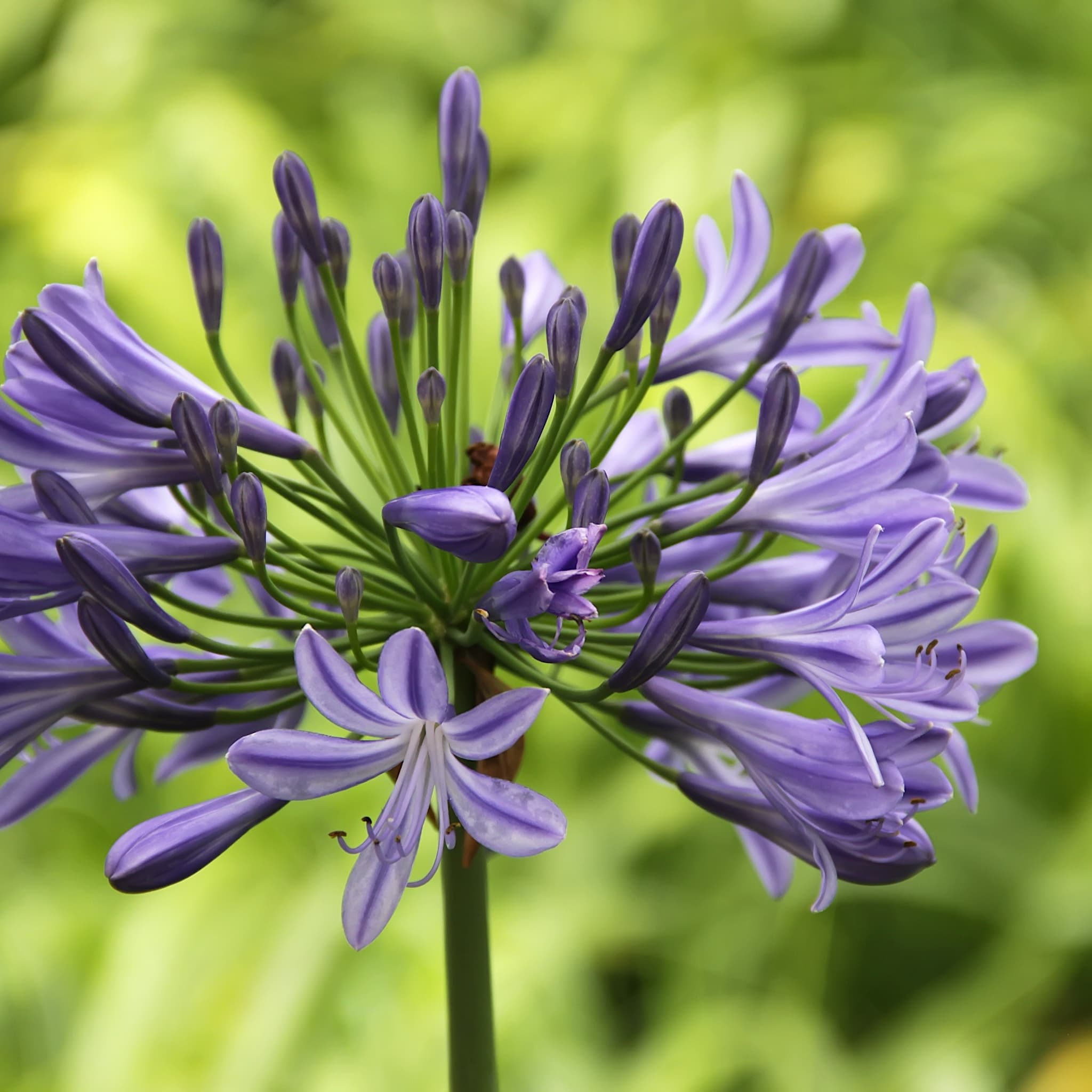 Agapanthus 'Columba'