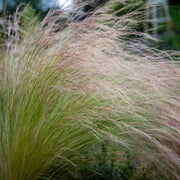Stipa tenuissima