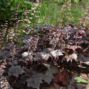 Heuchera 'Palace Purple'