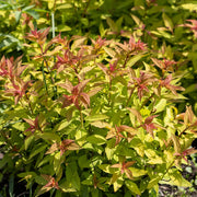 Spiraea japonica 'Goldflame'
