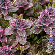 Ajuga reptans 'Burgundy Glow'