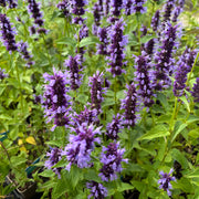 Agastache 'Black Adder'
