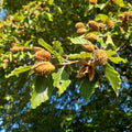 Fagus sylvatica