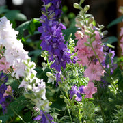 Delphinium' Magic Fountain Hybrids'