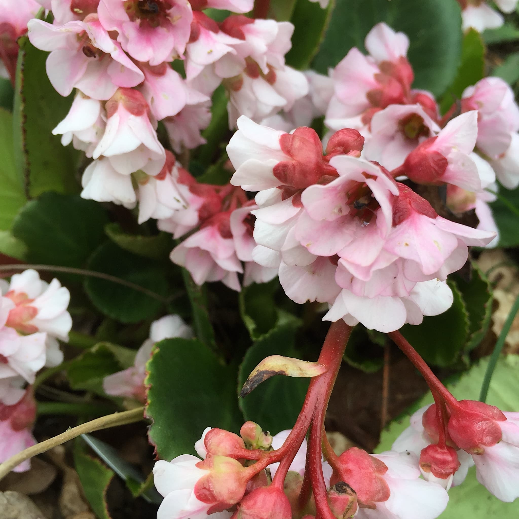 Bergenia 'Harzkristall'