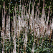 Veronicastrum virg. 'Album'