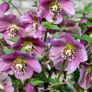 Helleborus orientalis