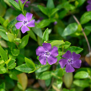 Vinca minor 'Atropurpurea'