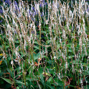 Persicaria amplexicaulis 'Alba'