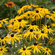 Rudbeckia fulg. 'Goldsturm'