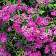 Spiraea 'Anthony Waterer'