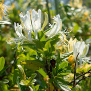 Lonicera periclymenum