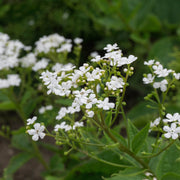 Brunnera macr. 'Betty Bowring'