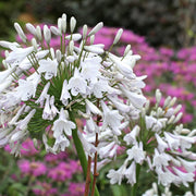 Agapanthus 'Windsor Grey'