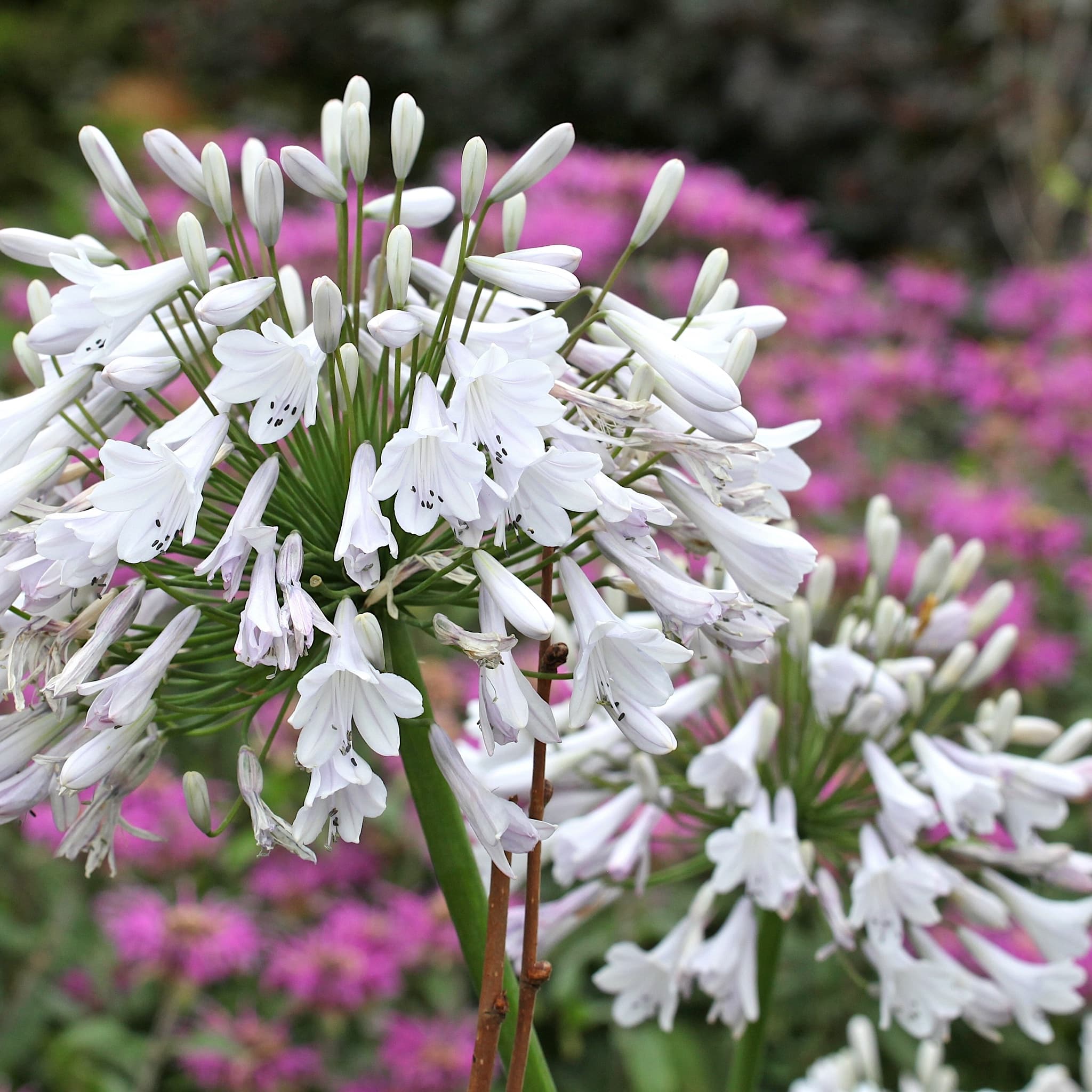 Agapanthus 'Windsor Grey'