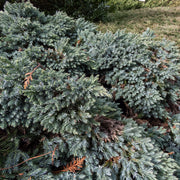 Juniperus squam. 'Blue Star'