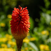 Kniphofia 'Royal Castle'