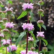 Phlomis 'Amazone'