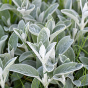 Stachys byzantina