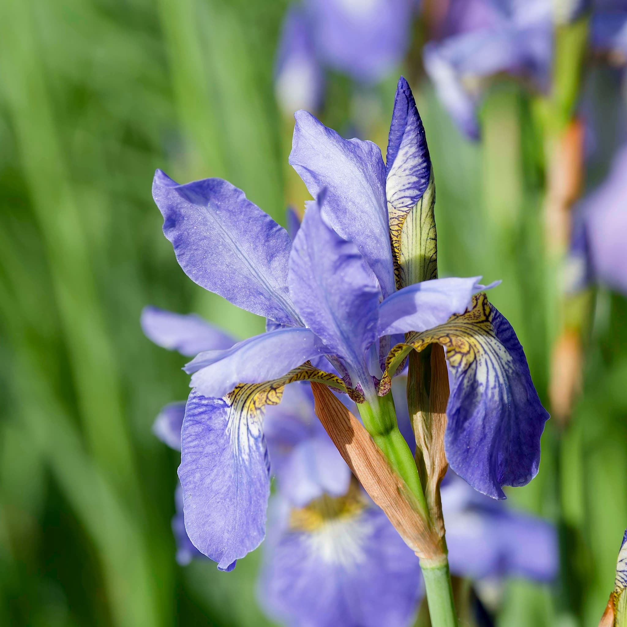 Iris sib. 'Perry's Blue'