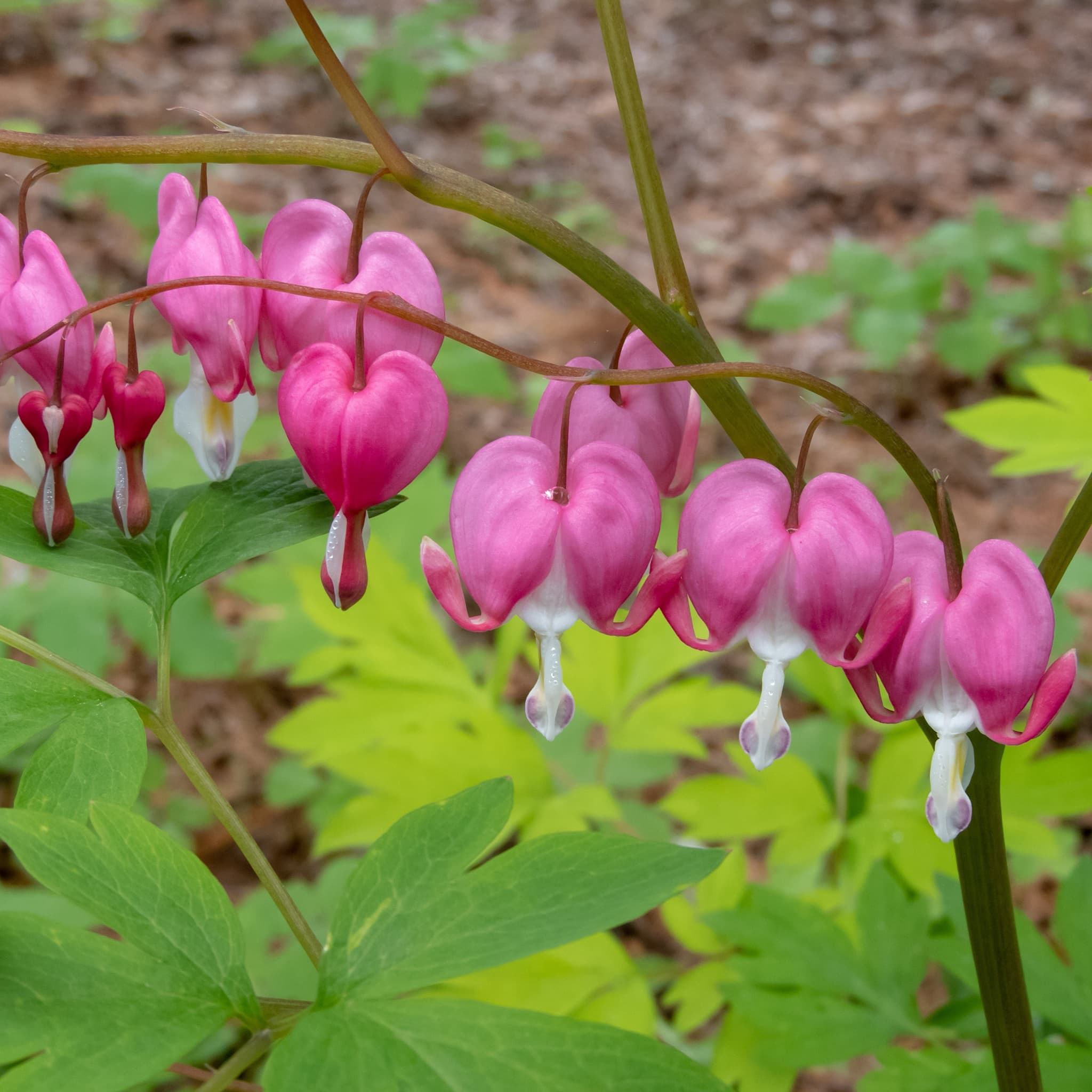 Dicentra spectabilis