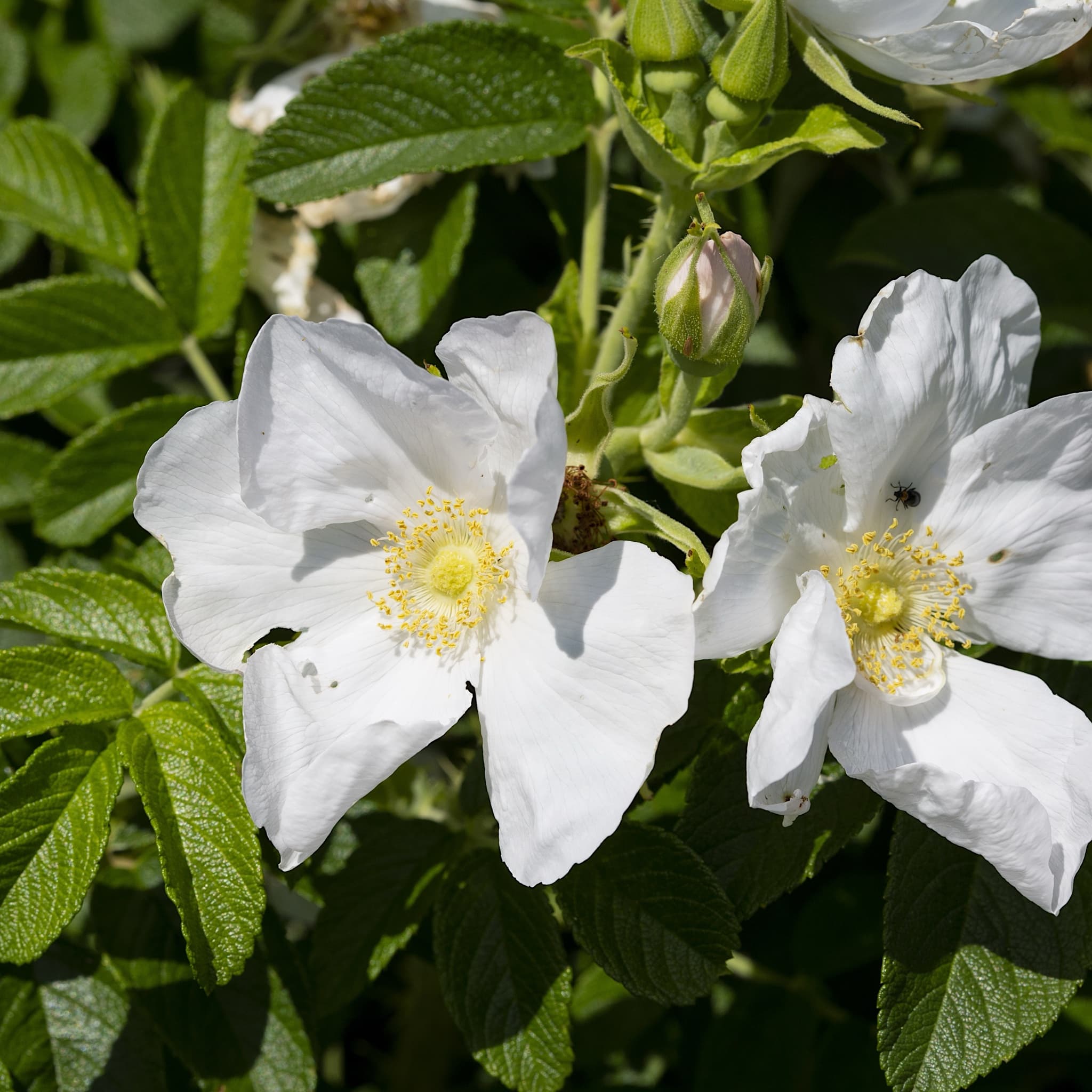 Rosa rugosa 'Alba'