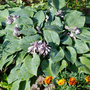 Hosta 'Halcyon'
