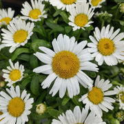 Leucanthemum 'Snow Lady'
