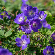 Geranium 'Rozanne'