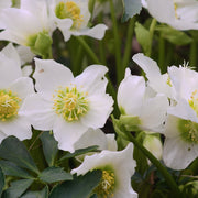 Helleborus niger