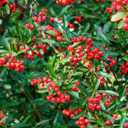 Pyracantha 'Saphyr Red'