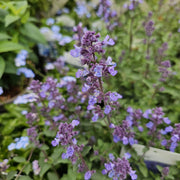 Nepeta 'Six Hills Giant'