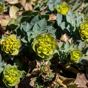 Euphorbia myrsinites
