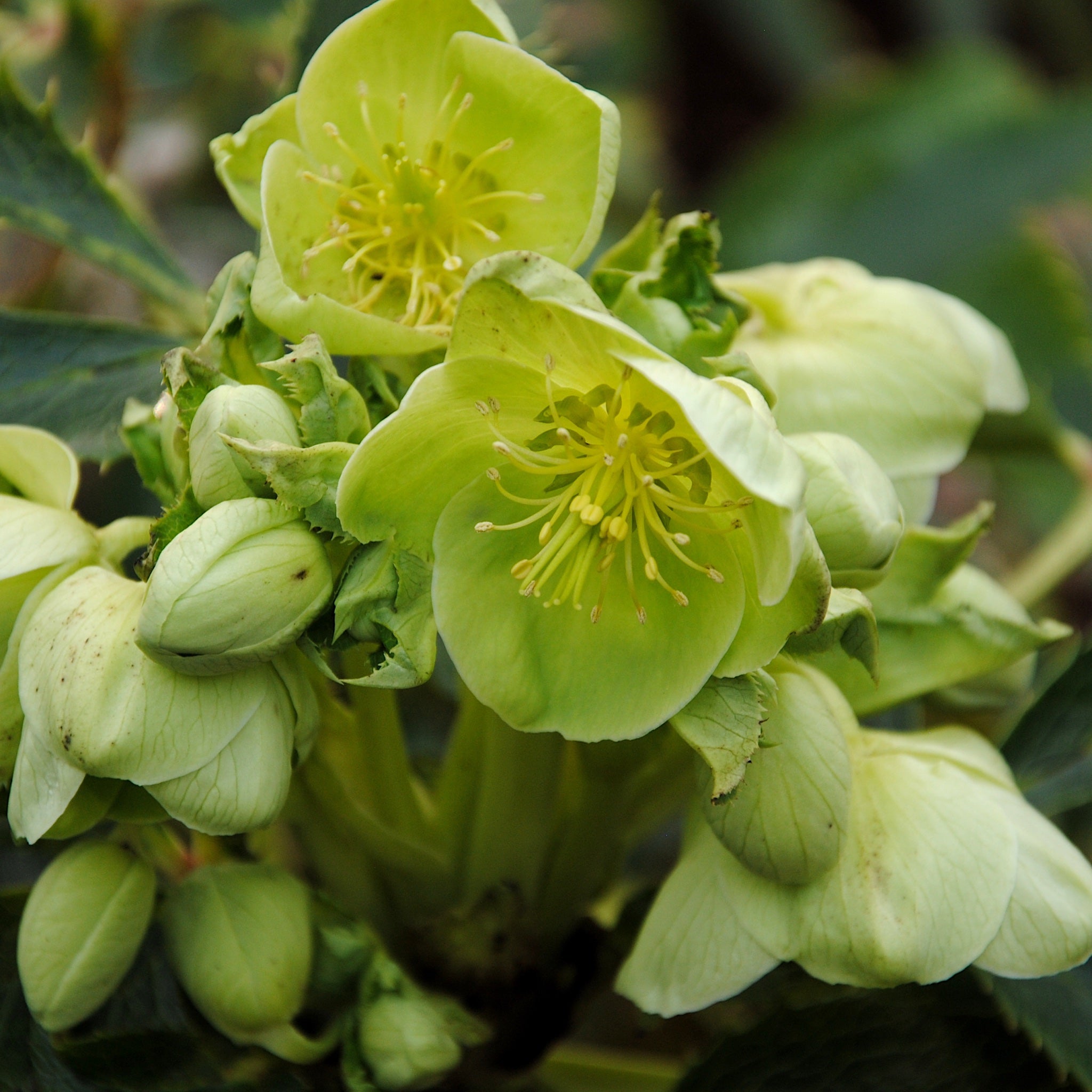 Helleborus argutifolius