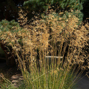 Stipa gigantea