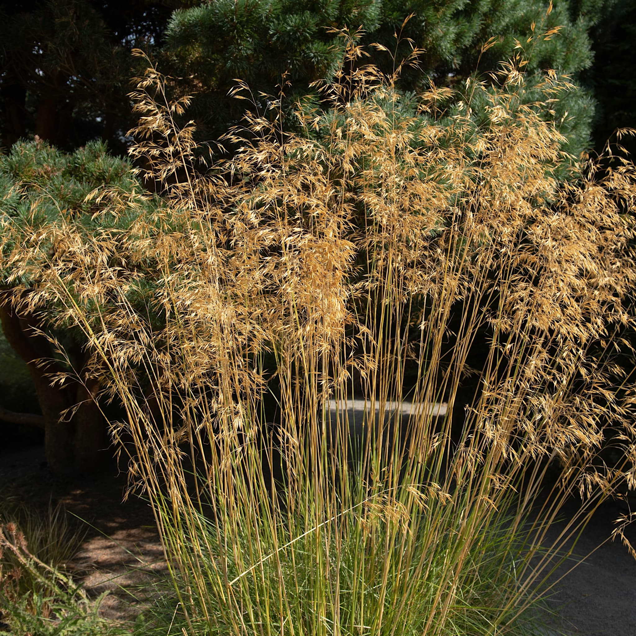 Stipa gigantea